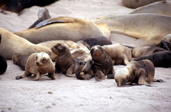 New Zealand sea lion pups