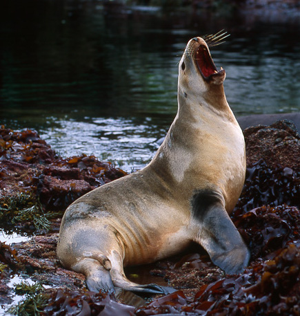 New Zealand sea lion